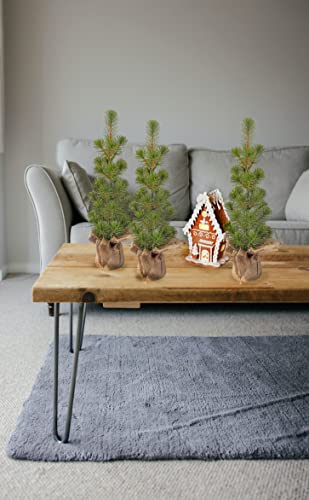 16.5 Inch Artificial White Spruce Seedling Tabletop Christmas Tree in Burlap Wrapped Base