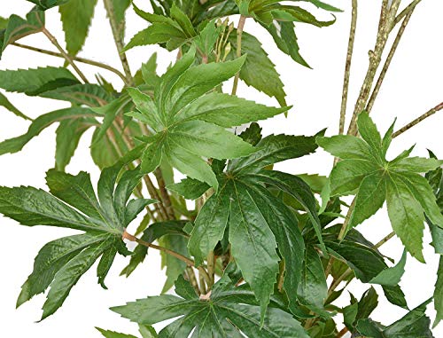 cannabis plastic plant TenWaterloo Artificial Cannabis Plant, Potted Plant 36 Inches High, Fa