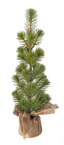16.5 Inch Artificial White Spruce Seedling Tabletop Christmas Tree in Burlap Wrapped Base