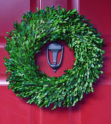 17 Inch Real Boxwood Wreath- Preserved